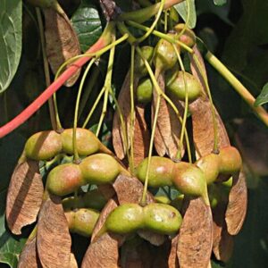 Bottle of Cherikoff Australian Native Maple syrup on a dark background.